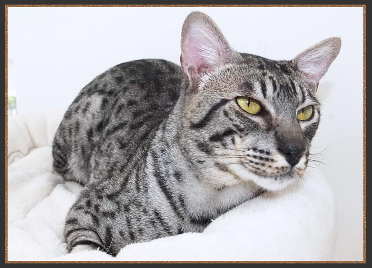 Silver Savannah cat