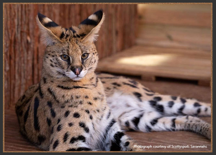 The African Serval