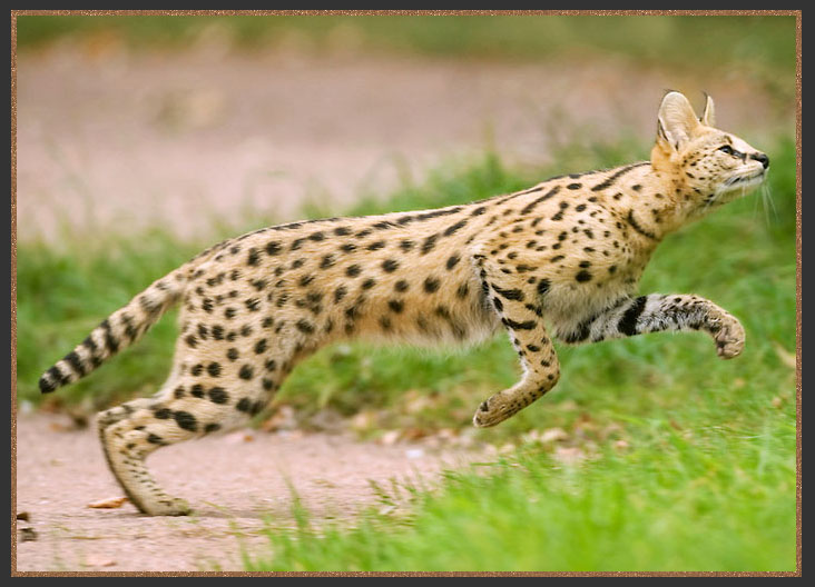 The African Serval