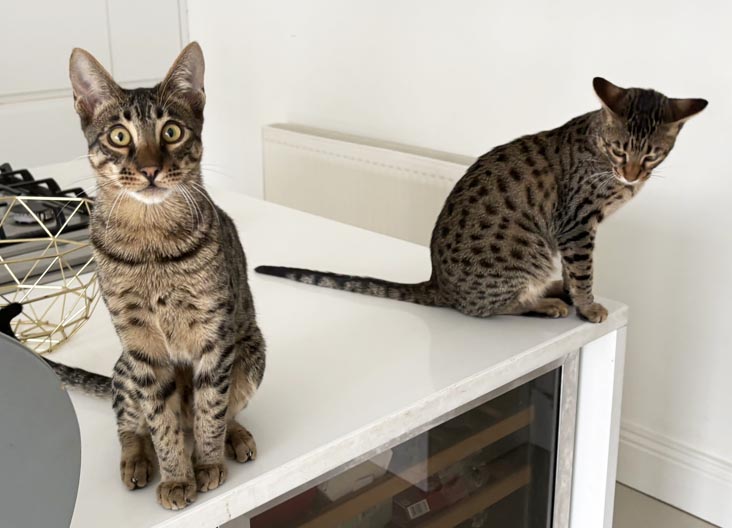 F5 SBT Savannah kittens
