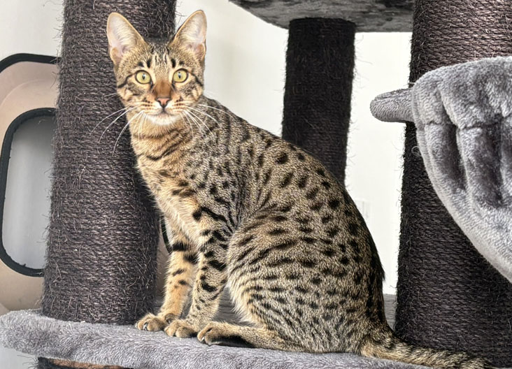 F5 SBT Savannah kittens