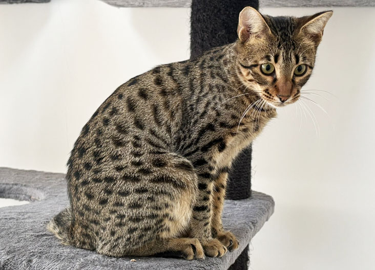 F5 SBT Savannah kittens