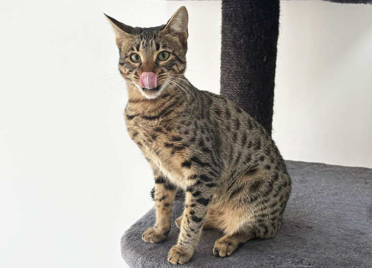 F5 SBT Savannah kittens