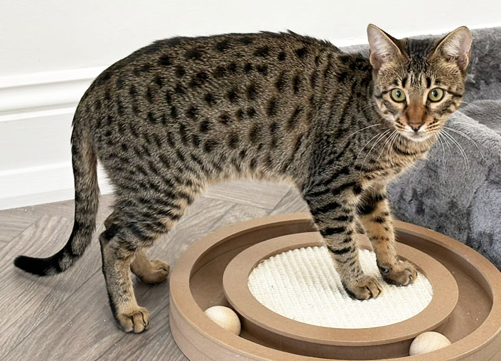 F5 SBT Savannah kittens