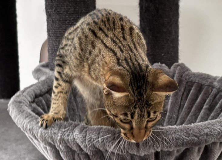 F5 SBT Savannah kittens