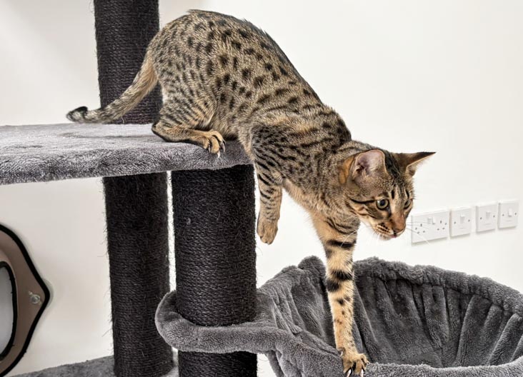F5 SBT Savannah kittens