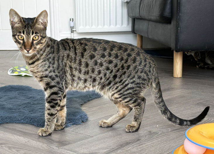 F5 SBT Savannah kittens