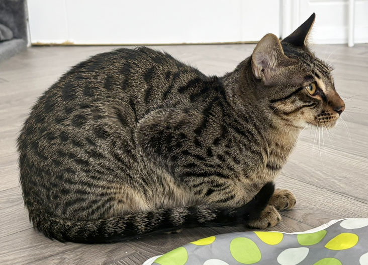 F5 SBT Savannah kittens