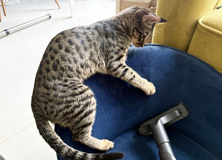 F5 SBT Savannah kittens