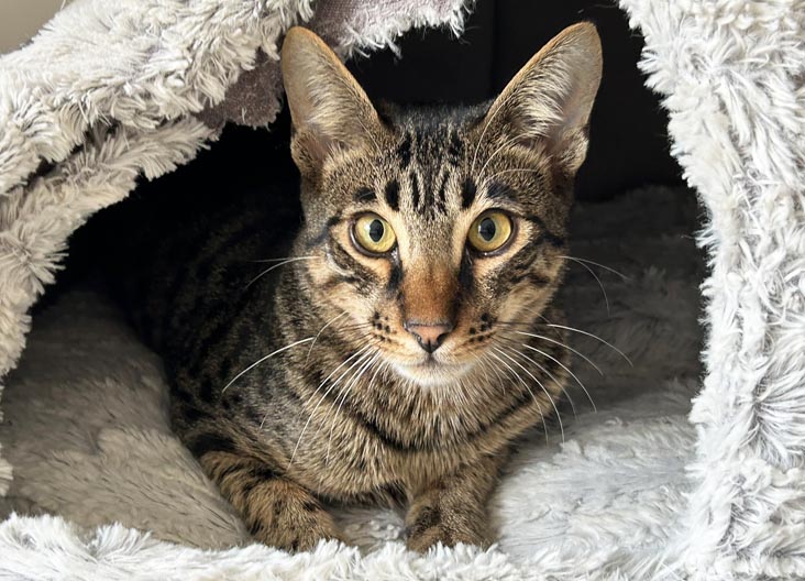 F5 SBT Savannah kittens