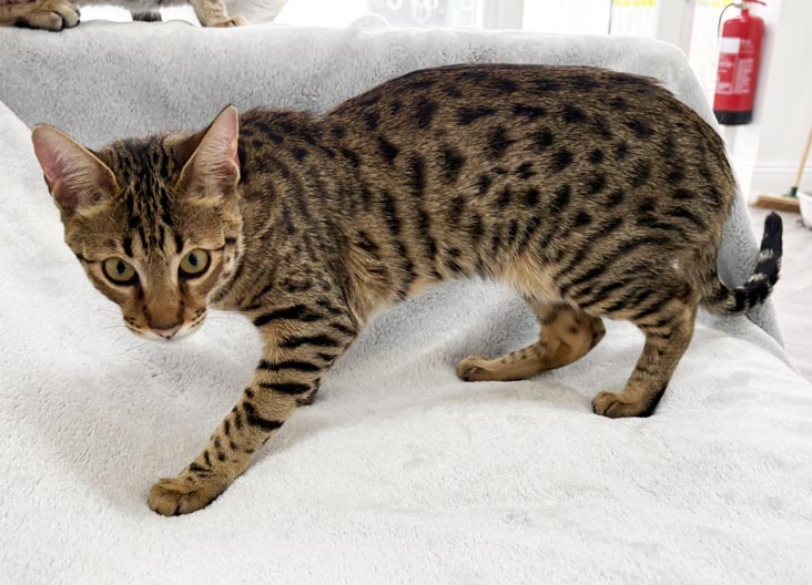 F5 SBT Savannah female