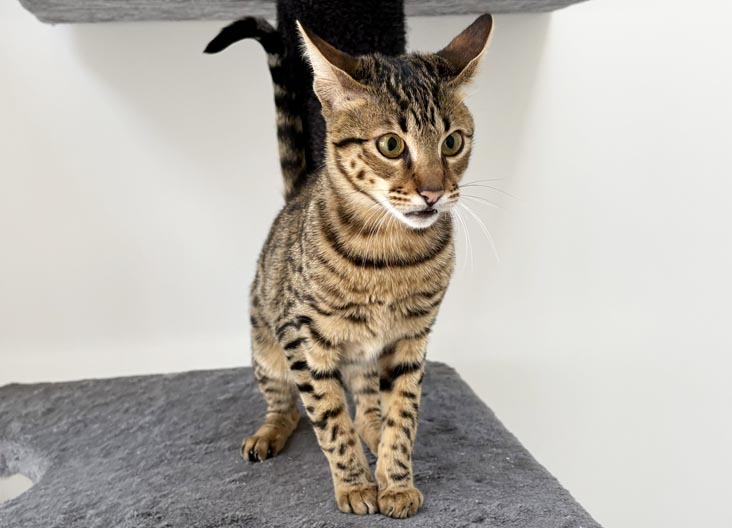 F5 SBT Savannah female