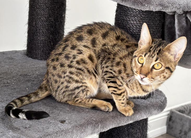 F5 SBT Savannah female