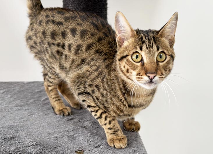 F5 SBT Savannah female