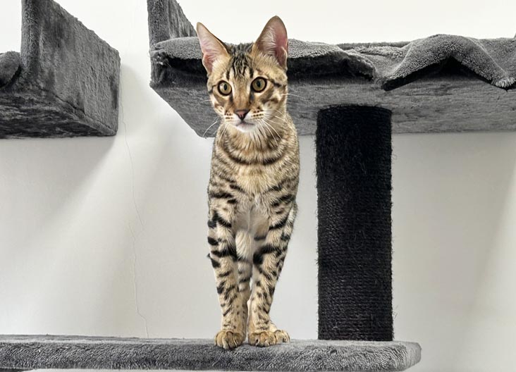 F5 SBT Savannah female