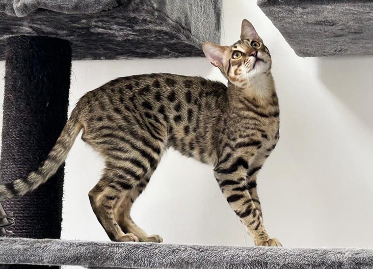 F5 SBT Savannah female