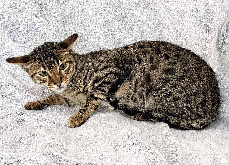 F5 SBT Savannah kittens