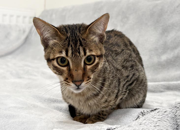 F5 SBT Savannah kittens