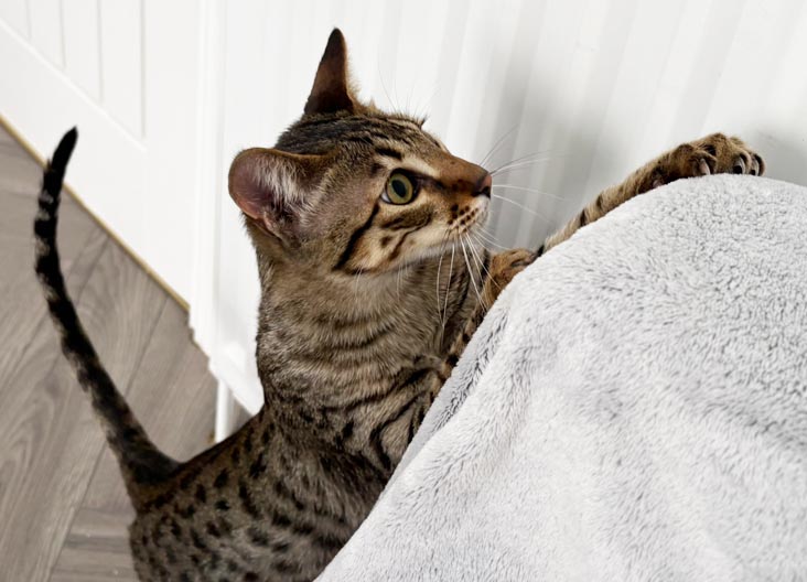 F5 SBT Savannah kittens