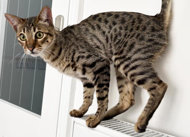 F5 SBT Savannah kittens