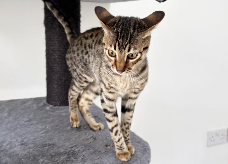 F5 SBT Savannah kittens