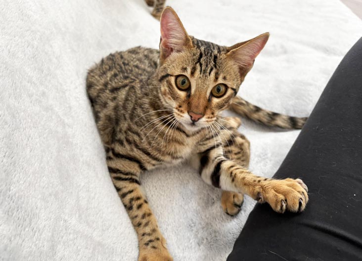 F5 SBT Savannah kittens