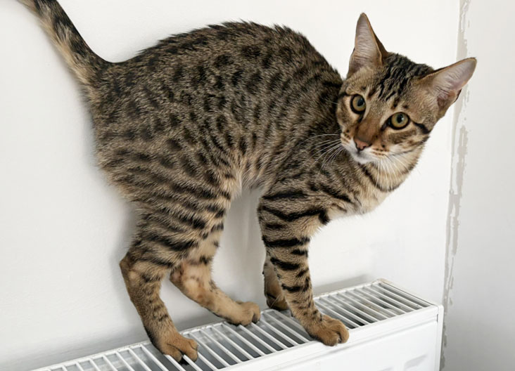 F5 SBT Savannah kittens