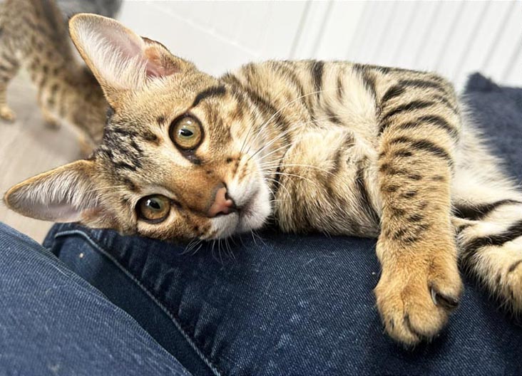 F5 SBT Savannah kittens