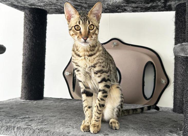 F5 SBT Savannah kittens