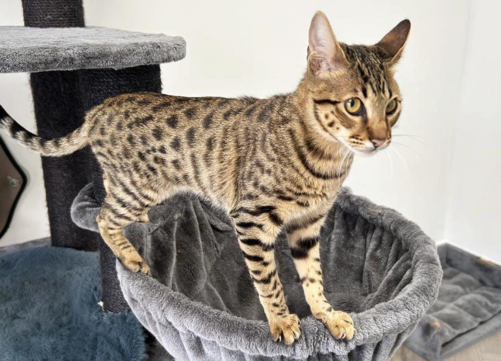 F5 SBT Savannah kittens