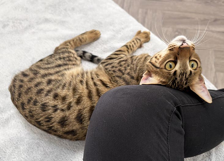 F5 SBT Savannah kittens