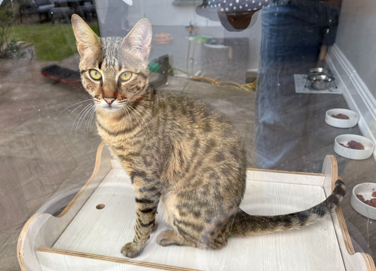 F5 SBT Savannah female
