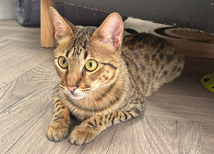 F5 SBT Savannah female