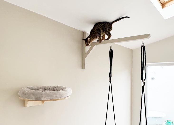 F5 SBT Savannah kittens