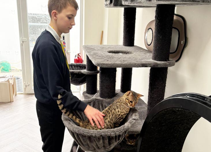 F5 SBT Savannah kittens