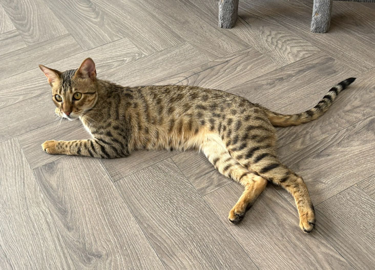F5 SBT Savannah kittens