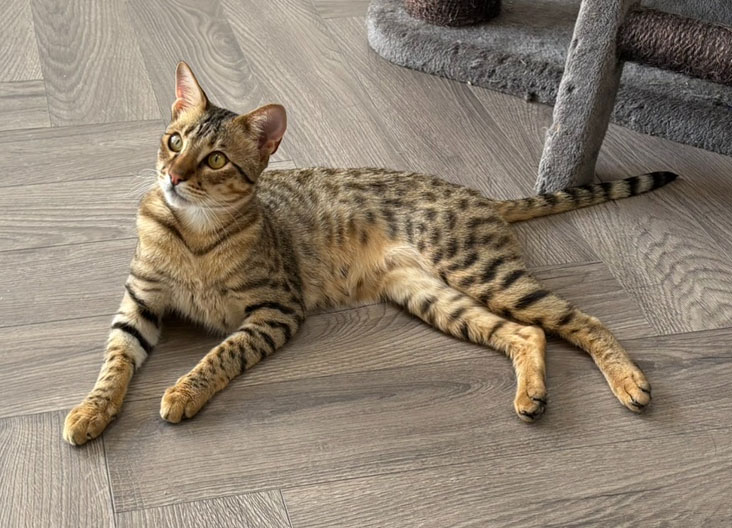 F5 SBT Savannah kittens