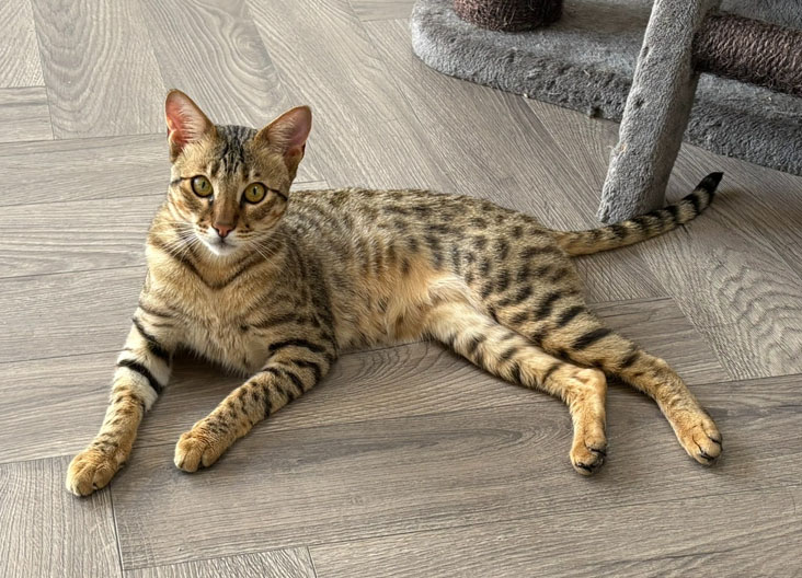 F5 SBT Savannah kittens