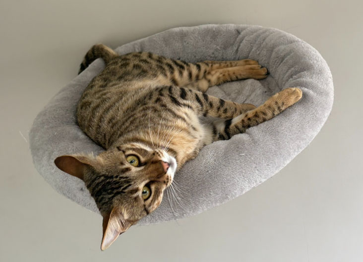 F5 SBT Savannah kittens