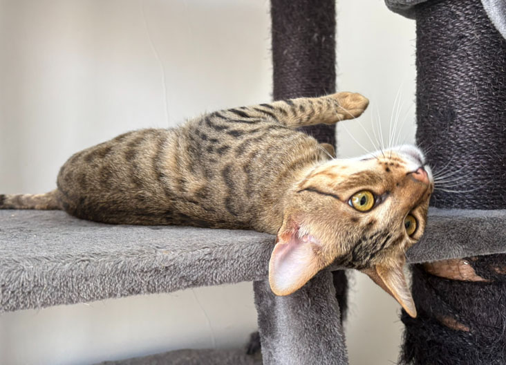 F5 SBT Savannah kittens